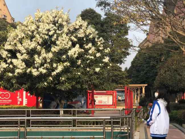 到郫县团结五月花卫生护理学校读卫校要多少分,五月花卫校分数线